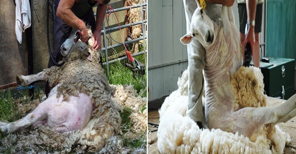 Cara Mencukur Bulu Domba Dengan Benar
